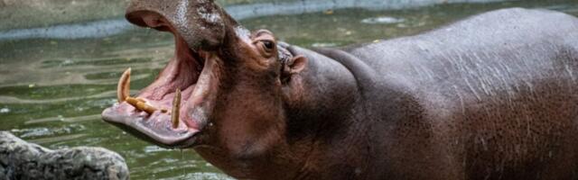 Hollywood Has Finally Made a Hippo Horror Movie. It’s About Time