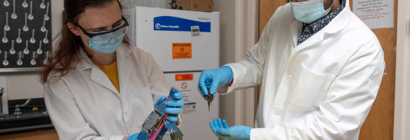 Researchers look to ‘worm blobs’ to improve robotic movement