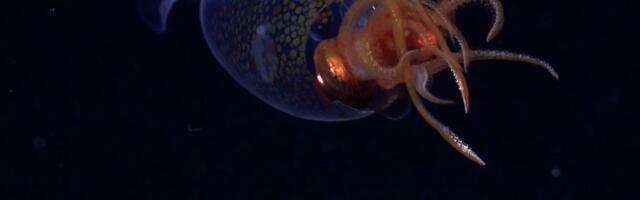 Colossal Squid Finally Caught on Camera in the Deep Ocean