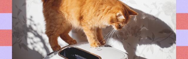How to Manage Cat Allergies—Experts Weigh In (2025)