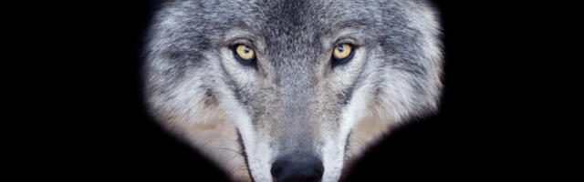 Man faces 5 years in prison for using AI to fake sighting of runaway wolf