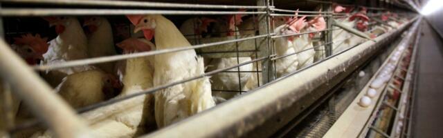 Bird flu tests are hard to get. So how will we know when to sound the pandemic alarm?