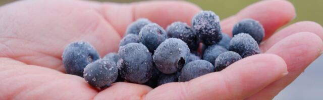 Should organic food be so expensive?