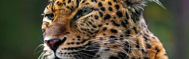 Large language models: Has AI leaped animal rights and welfare?