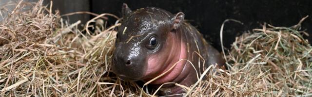 Meet ‘New Deng’: Virginia Zoo’s Latest Addition Is a Baby Pygmy Hippo