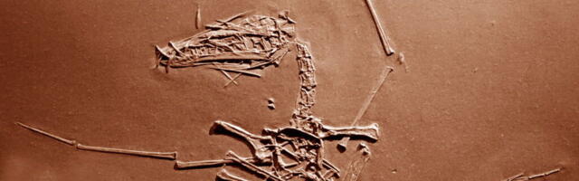 150 million-year-old pterosaur cold case has finally been solved