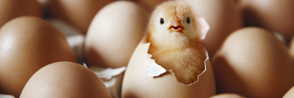 TechCrunch’s favorite companies from 500 Startups’ latest demo day