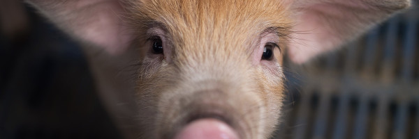 Bill Gates wants Western countries to eat “synthetic meat”; Meatable has raised $47 million to make it