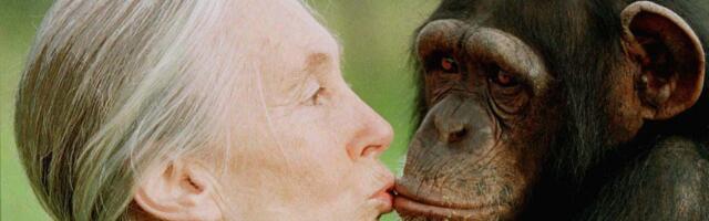 Jane Goodall, chimpanzee researcher and conservationist, is dead at 91