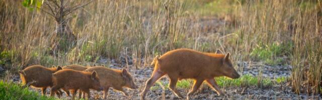 Florida man eats feral pig meat, contracts rare biothreat bacteria