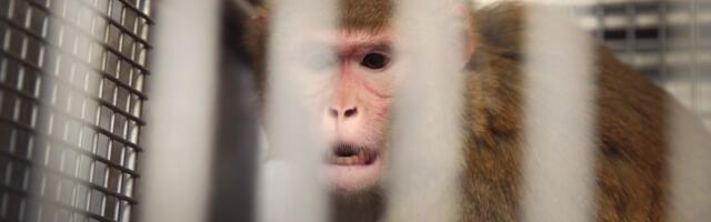 Animal abusers are getting off easy