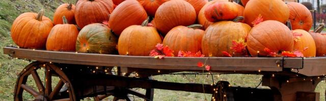 Instead of Googling Pumpkin Patches and Apple Picking, Let AI Plan Your Perfect Fall Day Instead of Googling Pumpkin Patches and Apple Picking, Let AI Plan Your Perfect Fall Day