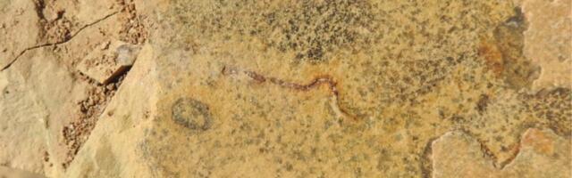 Study Claims 540-Million-Year-Old ‘Animal’ Fossils Are Something Else Entirely