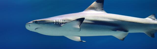 Shark Attacks on Humans Aren’t Always What They Seem, Scientists Say