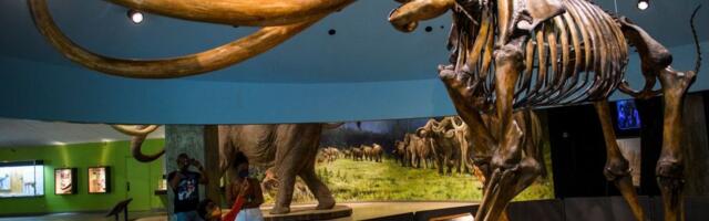 Genetically, Central American mammoths were weird