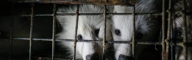 The incredible global collapse of fur production, explained in one chart