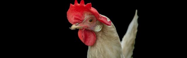 We may never get bird flu — or egg prices — under control We may never get bird flu — or egg prices — under control