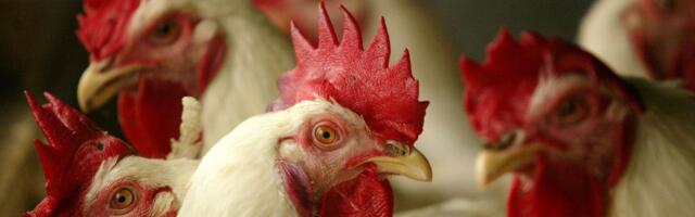 Chickens are taking over the planet