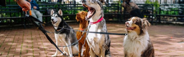 Pet tech series: Pet sitting sites challenged by Covid and alternative sharing model 