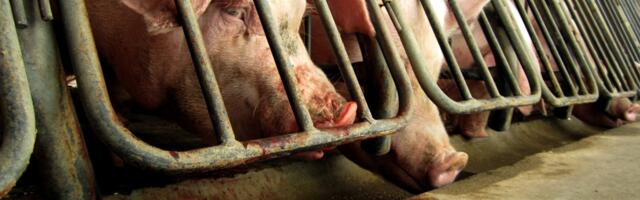 Millions of people voted for these animal welfare laws. Congress is trying to overturn them.