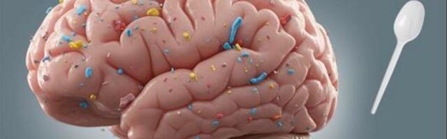 Junk Food Is Filling Our Brains With Microplastics, Raising Mental Health Risks, Scientists Warn