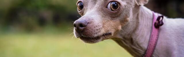 What we've been playing - "Help me, someone, please, I have pets to feed"