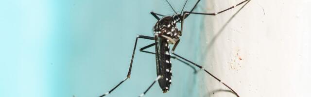 The 'ultimate mosquito killer' uses lasers and AI — custom model trained to detect and lock lasers on these pests