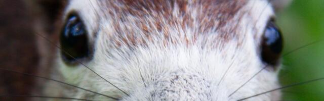 One of Meta’s Offices Was Briefly Overtaken by a Rogue Squirrel