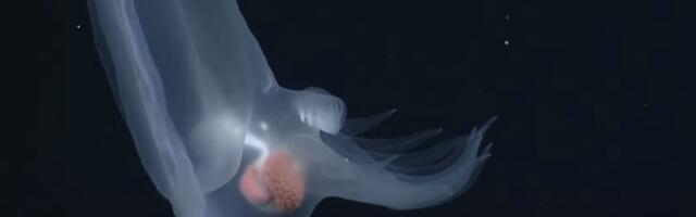 Scientists discover mysterious deep sea creature. It hunts with a hood.