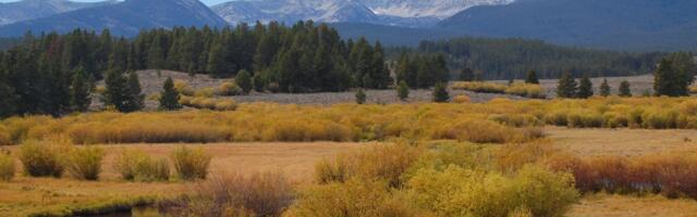Scientists Are Sounding the Alarm Over Trump’s ‘Emergency’ Forest Logging Order
