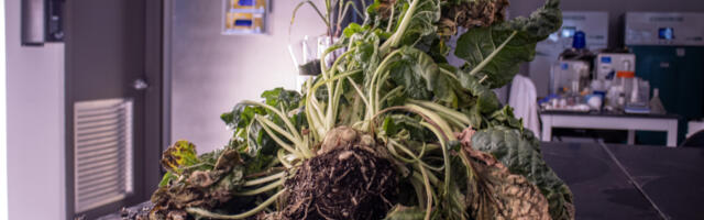 How Vive Crop Protection is helping farmers grow more, while using harmful pesticides less