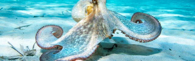 Oldest octopus fossil found to not be an octopus 