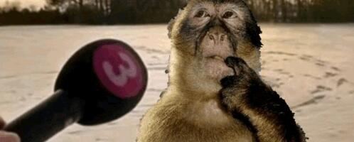 Чатик в лесу: как шимпанзе комбинируют звуки в сложные сообщения