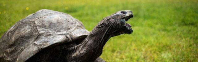 It Was a Hoax: Jonathan, the World's Oldest Tortoise, Is Still 'Alive and Well'