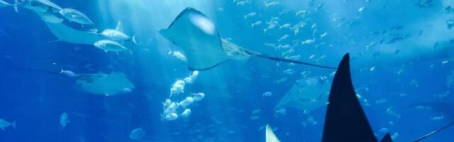 Ears in the ocean to boost global safety and sustainability through passive acoustic technology