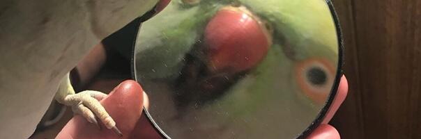 Синдром самозванца в ИТ