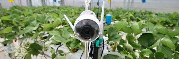 Why Alibaba rival Pinduoduo is investing in agritech