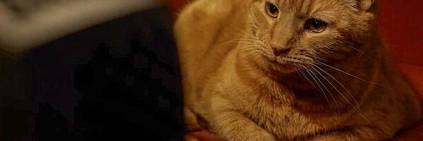 Raspberry Pi 5-powered cat TV shows bird videos to feline friends