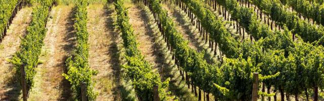 Regenerative vineyards can pay their way, new Sonoma County study finds