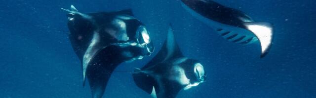 Manta rays inspire faster swimming robots and better water filters