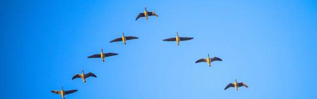Whole Foods CEO says Amazon grocery teams should fly in formation. Like birds.