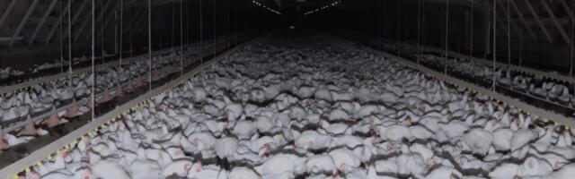 This little-known company is a major funder of right-wing politics. You’ve probably eaten their chicken.