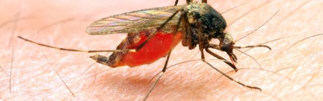 Possible Local Malaria Case Found in New Jersey. Here’s What to Know