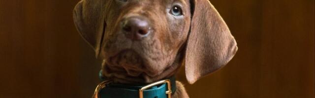 Netflix's Scooby-Doo: Origins just introduced its canine star — but the live-action series is already dividing fans
