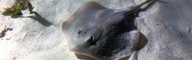 We probably inherited our joints from… a fish