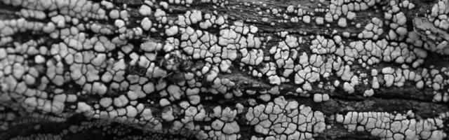 The Dinosaurs Died—Then They Got Eaten by a Global Fungus Bloom