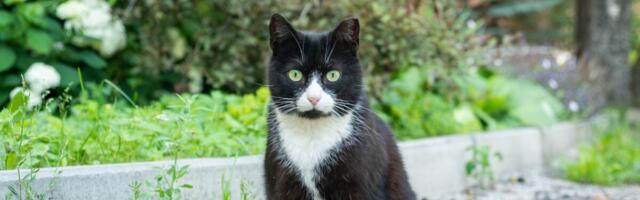 More Than Half of NYC’s Street Cats Carry Parasites That Can Infect Humans