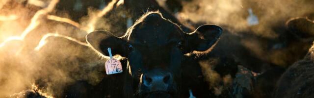 There’s no such thing as a climate-friendly hamburger