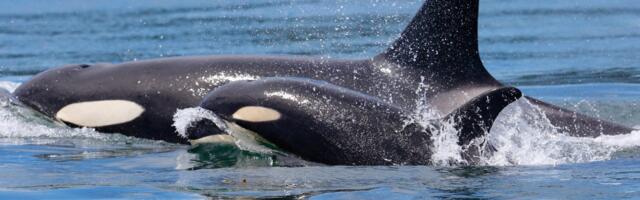 Famous Orca Mom Seen Carrying Dead Calf for the Second Time