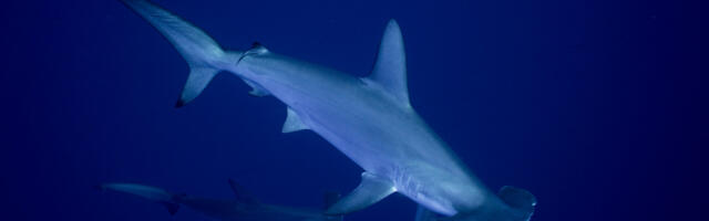 Sharks and rays gain landmark protections as nations move to curb international trade